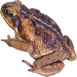  South American Toads
